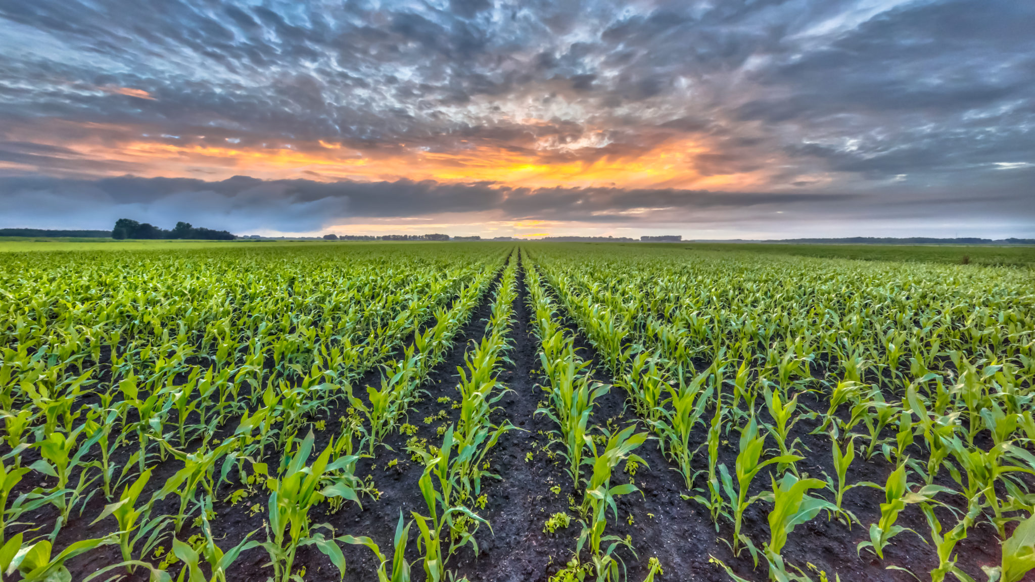 Corn Field Under Setting Sun Silveus Financial